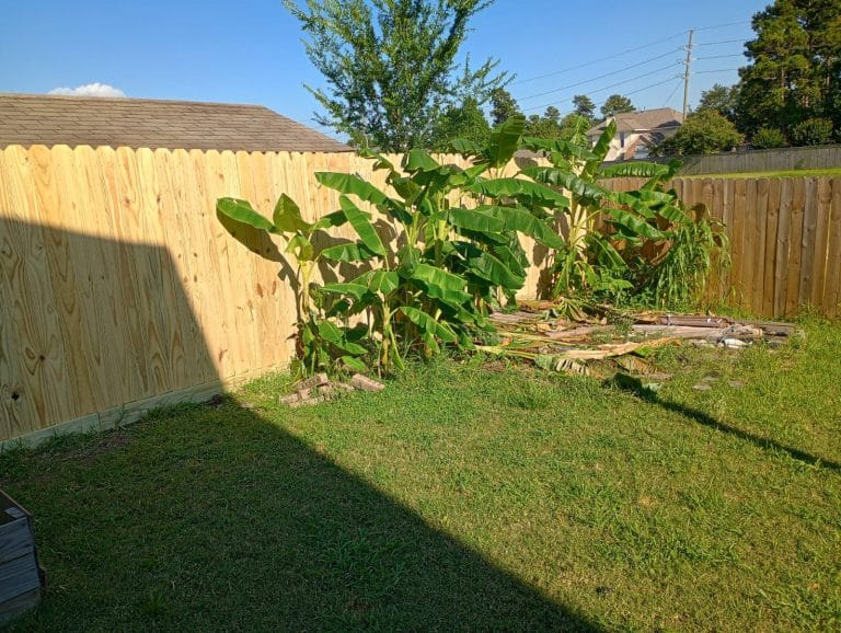 Wood privacy fence behind broad-leaved garden plants