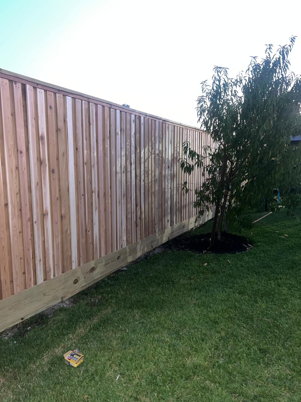 New cedar privacy fence with a top cap and a bottom board running along the edge of a lawn to a young tree in a mulch ring