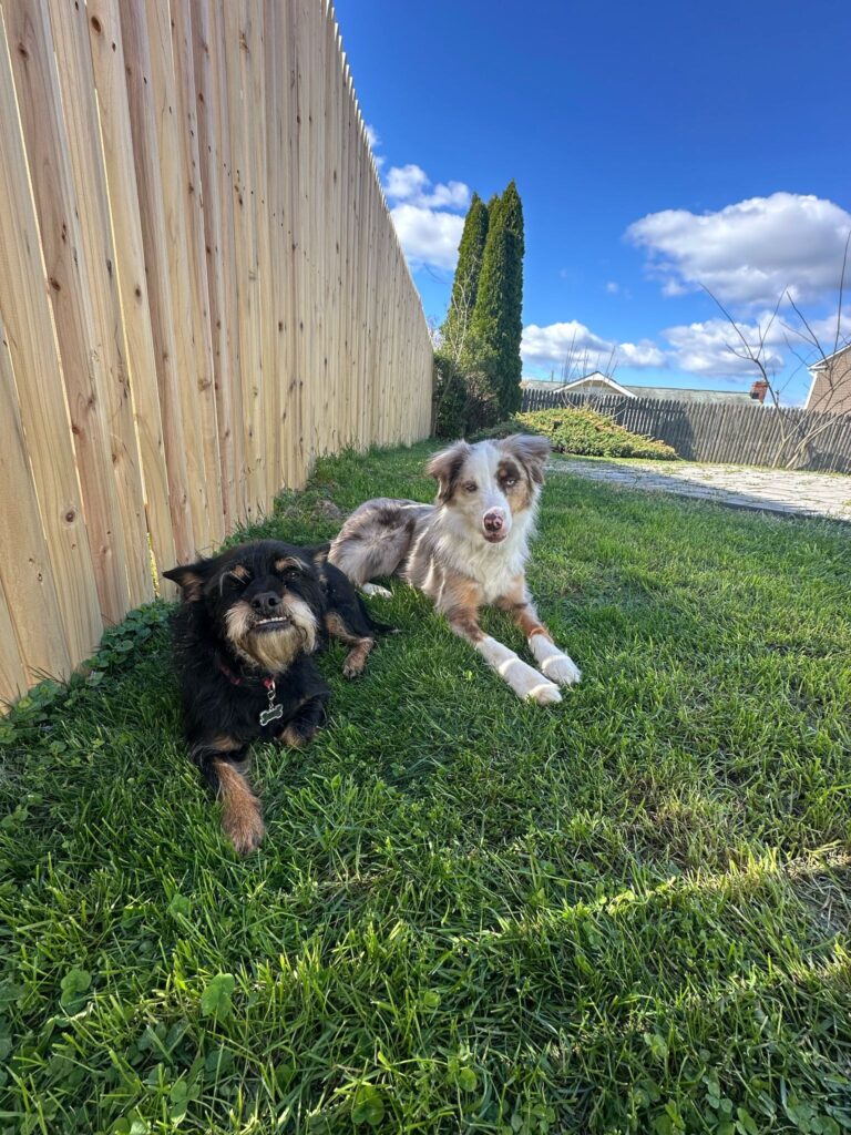 Tall wood privacy fence along a residential property line